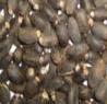 graine de jatropha