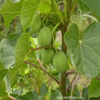 jatropha vert